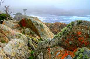 Point Lobos 2-0112.jpg